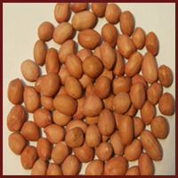 PEANUTS 01 Manufacturer Supplier Wholesale Exporter Importer Buyer Trader Retailer in Palanpur Gujarat India